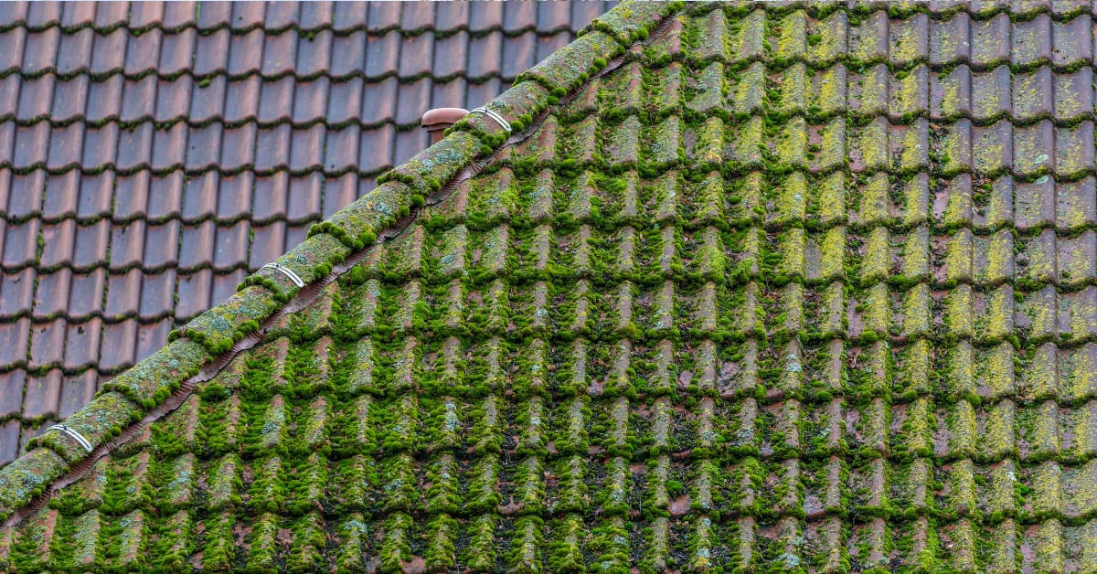 roof moss removal Kildare